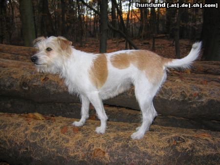 Kromfohrländer Hunde Foto 6791 Kromfohrländer Banja vom Teglinger Bach