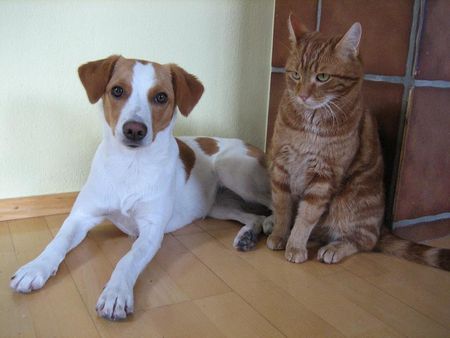 Kromfohrländer Hunde Foto 27749 in höherer Auflösung ansehen Kromfohrländer Ashanti von Asowe mit Kater Fritzi
