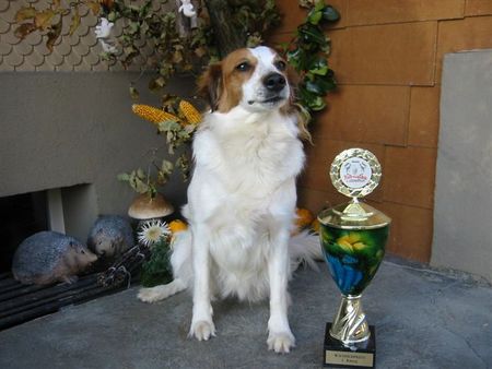 Kromfohrländer Hunde Foto 1641 Kromfohrländer Linda von Mecla