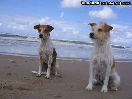 Kromfohrländer Hunde Foto 14167 Kromfohrländer Banja vom Teglinger Bach (rechts) mit Tochter Amy von der Aragorner Höhle