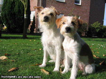 Kromfohrländer Hunde Foto 26689 in höherer Auflösung ansehen Kromfohrländer Banja vom Teglinger Bach mit ihrer Tochter Bayuna von der Aragorner Höhle