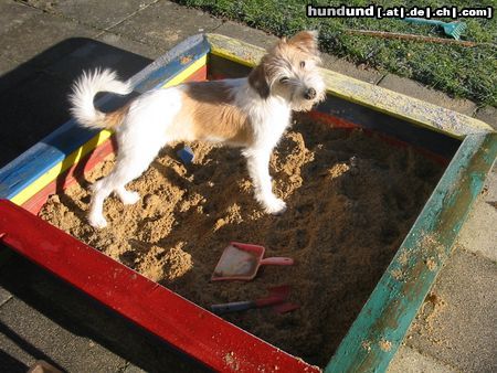 Kromfohrländer Hunde Foto 7399 Kromfohrländer Erbse, 5 Monate alt