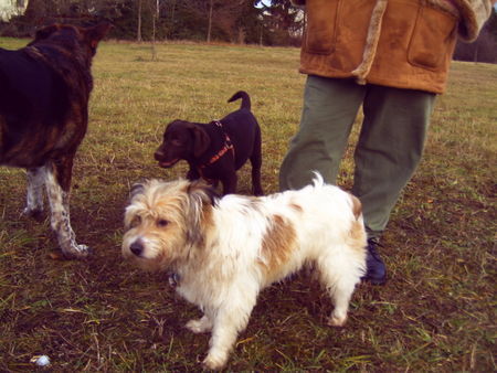 Kromfohrländer Hunde Foto 29759 in höherer Auflösung ansehen Kromfohrländer Kann mir jemand sagen, ob mein Hund die gleiche Rasse ist. Hab ihn mit 7 Wochen bekommen. Keiner weiß, was er für eine Rasse oder Mischung ist. Ich finde er kommt dieser Rasse am ähnlichsten. Gruß elisabeth