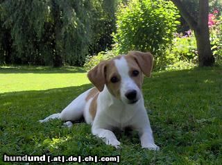 Kromfohrländer Hunde Foto 23321 in höherer Auflösung ansehen Kromfohrländer Ashanti von Asowe/ 4 Monate alt/ Glatt-Kurz