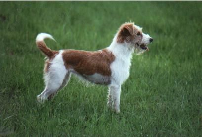 Kromfohrländer Hunde Foto 1893 Kromfohrländer Jazzmo Acapella-Katla