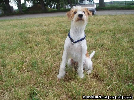 Kromfohrländer Hunde Foto 23998 in höherer Auflösung ansehen Kromfohrländer Fango vom Isarflimmern, 1 Jahr