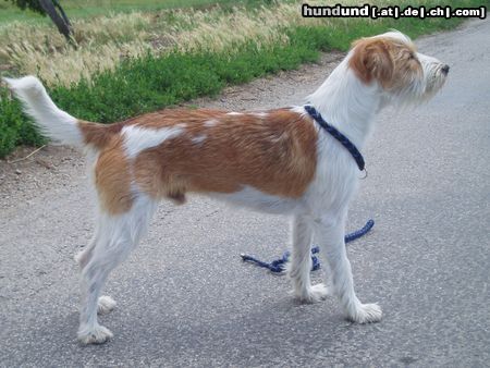 Kromfohrländer Hunde Foto 23997 in höherer Auflösung ansehen Kromfohrländer Fango vom Isarflimmern, 1 Jahr