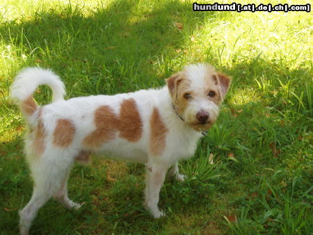 Kromfohrländer Hunde Foto 24924 in höherer Auflösung ansehen Kromfohrländer Anton vom Seppenserberg