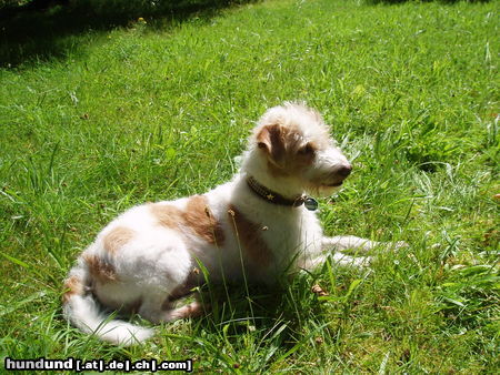 Kromfohrländer Hunde Foto 24942 in höherer Auflösung ansehen Kromfohrländer Anton(Toni) vom Seppenserberg