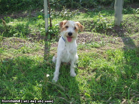 Kromfohrländer Hunde Foto 24774 in höherer Auflösung ansehen Kromfohrländer Fango v. Isarflimmern