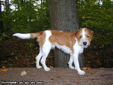 Kromfohrländer Hunde Foto 14993 in höherer Auflösung ansehen Kromfohrländer Basti vom Cronewaldstollen