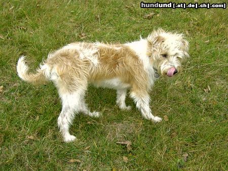 Kromfohrländer Hunde Foto 7251 Kromfohrländer Anca im Herbststurm