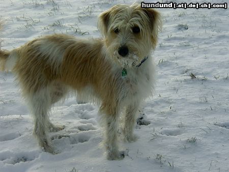 Kromfohrländer Hunde Foto 7680 Kromfohrländer Anca v. d. Waldquelle