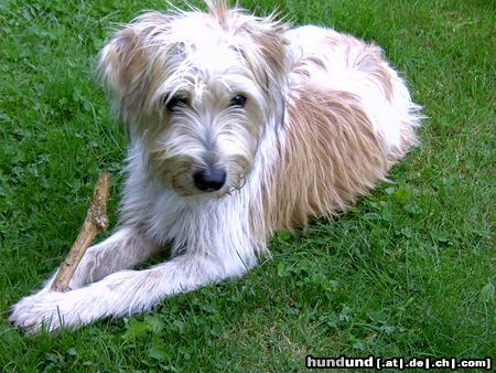Kromfohrländer Hunde Foto 7051 Kromfohrländer Anca v. d. Waldquelle