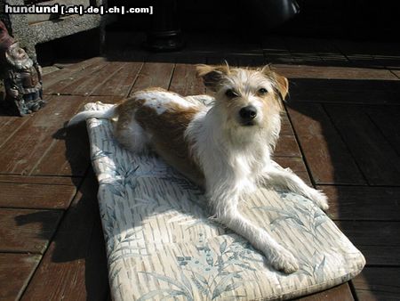 Kromfohrländer Hunde Foto 3183 Kromfohrländer Banja vom Teglinger Bach beim Sonnenbad