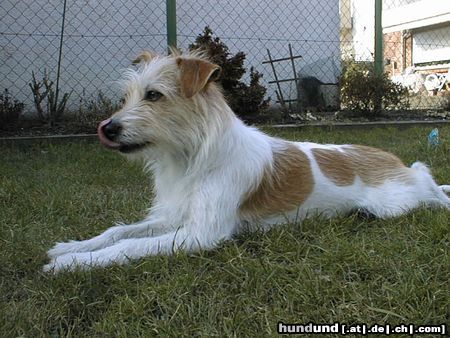 Kromfohrländer Hunde Foto 2954 Kromfohrländer Banja vom Teglinger Bach