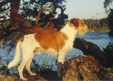 Kromfohrländer Hunde Foto 1141 Kromfohrländer Pelmondo - Kromfohrländer-Rüde