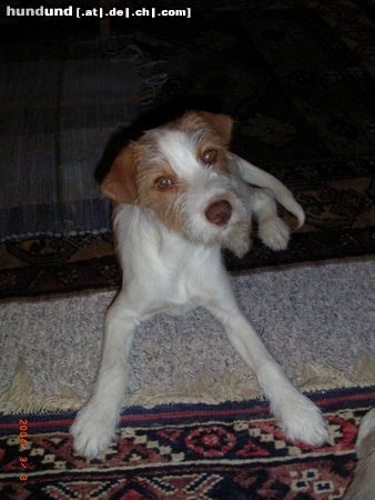 Kromfohrländer Hunde Foto 9632 Kromfohrländer Querula von der Holderheide, 4,5 Monate