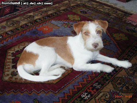 Kromfohrländer Hunde Foto 10724 Kromfohrländer Querula von der Holderheide, 6 Monate