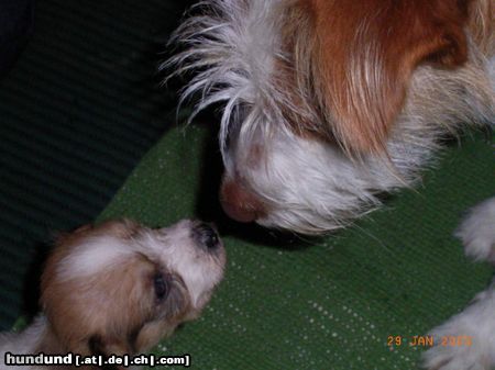 Kromfohrländer Hunde Foto 18236 in höherer Auflösung ansehen Kromfohrländer Erste Annäherung