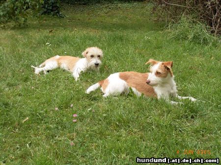 Kromfohrländer Hunde Foto 22101 in höherer Auflösung ansehen Kromfohrländer Querula und Rosmilla v.d. Holderheide