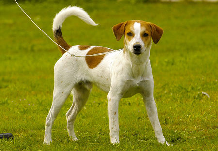 Kromfohrländer Hunde Foto 28137 in höherer Auflösung ansehen Kromfohrländer Diego vom Bellenbrünnle (7 Monate)