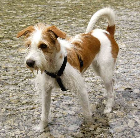 Kromfohrländer Hunde Foto 28255 in höherer Auflösung ansehen Kromfohrländer Bell - Ronja von den Urdenbacher Kämpen