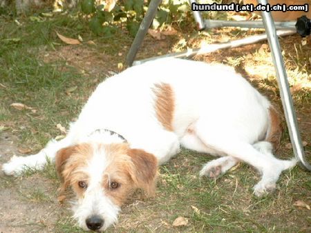 Kromfohrländer Hunde Foto 4731 Kromfohrländer Aquino hinter der Vest
