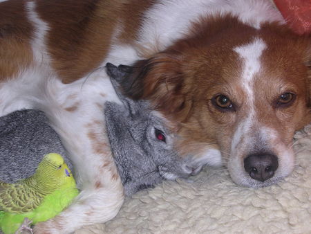Kromfohrländer Hunde Foto 32276 Kromfohrländer tierisches Trio