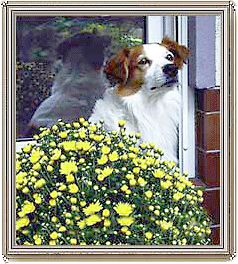 Kromfohrländer Hunde Foto 2647 Kromfohrländer Kromfohrländer Atilla auf der Terrasse