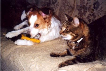 Kromfohrländer Hunde Foto 2371 Kromfohrländer Jugendfreundschaft