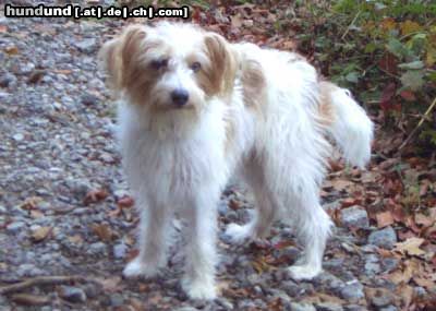 Kromfohrländer Hunde Foto 16007 in höherer Auflösung ansehen Kromfohrländer Caramba