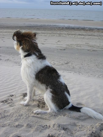 Kromfohrländer Hunde Foto 26327 Kromfohrländer Andro (Andor von den Lahberger Weegen)