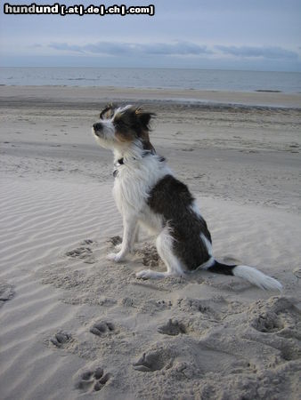 Kromfohrländer Hunde Foto 26353 Kromfohrländer Andro - das