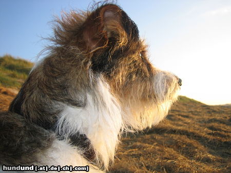 Kromfohrländer Hunde Foto 26328 Kromfohrländer Andro (Andor von den Lahberger Weegen)