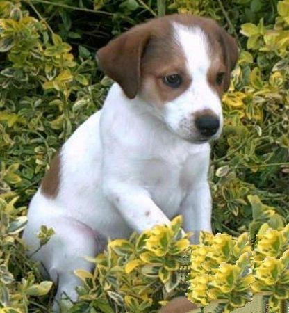 Kromfohrländer Hunde Foto 28284 in höherer Auflösung ansehen Kromfohrländer Diego vom Bellenbrünnle (9 Wochen)