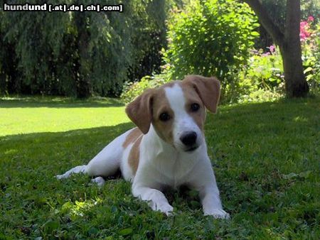 Kromfohrländer Hunde Foto 23320 Kromfohrländer Ashanti von Asowe/ 4 Monate alt/ Glatt-Kurz
