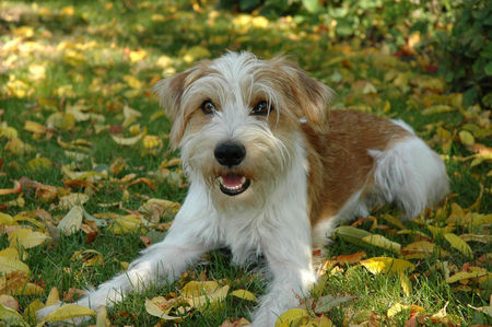 Kromfohrländer Hunde Foto 28130 in höherer Auflösung ansehen Kromfohrländer Fango v. Isarflimmern, Kromfohrländerrüde, Herbst 2005