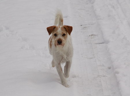Kromfohrländer Hunde Foto 28631 in höherer Auflösung ansehen Kromfohrländer Fips von der Napoleonsnase