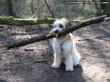 Kromfohrländer Hunde Foto 22029 in höherer Auflösung ansehen Kromfohrländer Indio vom Rosenbüel