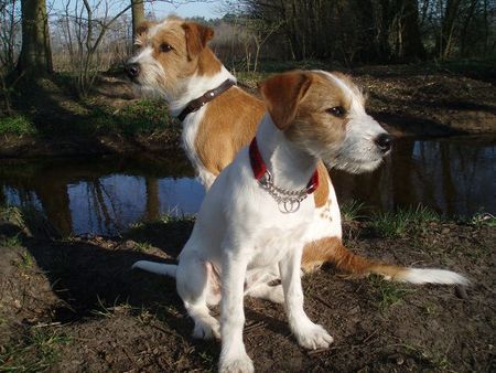 Kromfohrländer Ajoula vom Linderoth & Flax vom Steenbrook