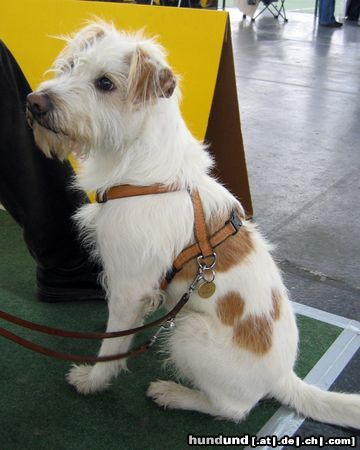 Kromfohrländer Hunde Foto 9688 Kromfohrländer Kromfohrländer bei der IHA Graz 2004