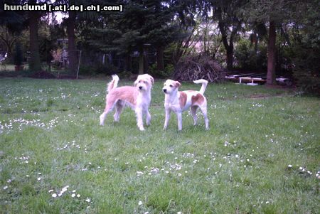 Kromfohrländer Hunde Foto 10915 Kromfohrländer Hochzeit von Anton und Motte
