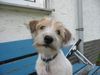 Kromfohrländer Foto: Erbse vom Isarflimmern (ID 7400) Kromfohrländer Hund
