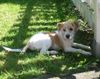 Kromfohrländer Foto: Erbse vom Isarflimmern (ID 5933) Kromfohrländer Hund