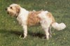 Kromfohrländer Foto (ID 305) Kromfohrländer Hund