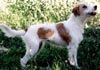 Kromfohrländer Foto (ID 386) Kromfohrländer Hund