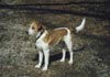 Kromfohrländer Foto (ID 387) Kromfohrländer Hund