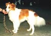 Kromfohrländer Foto: Alviro (ID 622) Kromfohrländer Hund