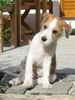 Kromfohrländer Foto: Fango vom Isarflimmern (ID 14740) Kromfohrländer Hund